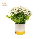 artificial white flower Bangladesh, baby flower plant decor BD, small white flower pot, indoor decorative plant Bangladesh, mini table top plant BD, home decoration flower pot Bangladesh, office desk plant decor BD, maintenance free artificial plant, decorative greenery pot Bangladesh, small home decor item BD, white flower decor Bangladesh, artificial mini plant BD